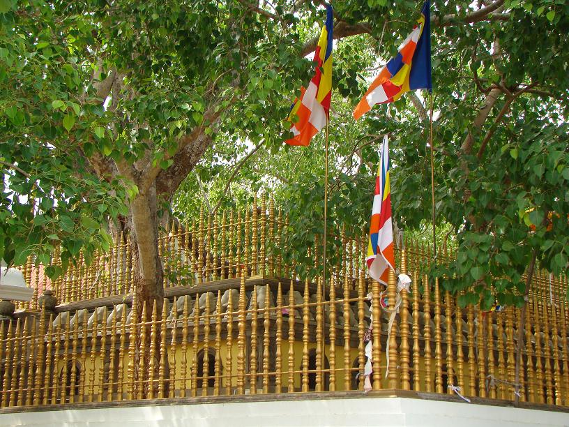 Jaya Sri Maha Bodhi
